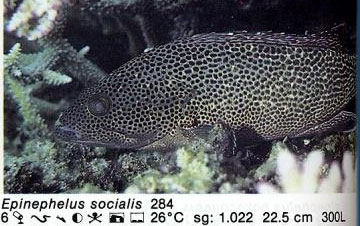 Epinephelus socialis